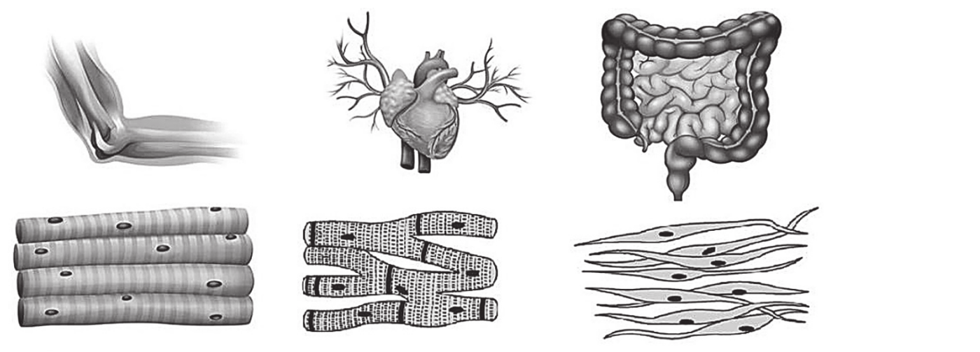 trzy pary ilustracji. Nad każdą parą organ, pod nim obraz mikroskopowy budującej go tkanki mięśniowej. Po lewej biceps (mięsień dwugłowy ramienia) i pod nim tkanka mięśniowa poprzecznie prążkowana szkieletowa - długie, równoległe, nierozgałęzione włókna z wyraźnym poprzecznym prążkowaniem i licznymi jądrami komórkowymi położonymi przy brzegu włókna. Pośrodku serce z odchodzącymi od niego naczyniami krwionośnymi, a pod nim tkanka mięśniowa poprzecznie prążkowana serca - komórki prążkowane, rozgałęzione, łączące się ze sobą wstawkami, z pojedynczymi jądrami położonymi centralnie. Po prawej jelito, a pod nim tkanka mięśniowa gładka - wrzecionowate, nieprążkowane komórki z pojedynczym, centralnie położonym jądrem.