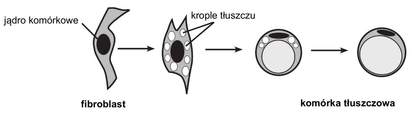 schemat przemiany komórki w czterech etapach połączonych strzałkami. Po lewej wrzecionowaty fibroblast z zaznaczonym ciemnym jądrem komórkowym. W kolejnym etapie w cytoplazmie komórki pojawiają się drobne, jasne krople tłuszczu. Następnie komórka zaokrągla się, a kropli tłuszczu jest coraz więcej i są coraz większe. Po prawej dojrzała komórka tłuszczowa: kulista, niemal całkowicie wypełniona jedną wielką kroplą tłuszczu, z jądrem komórkowym zepchniętym na obrzeże komórki.