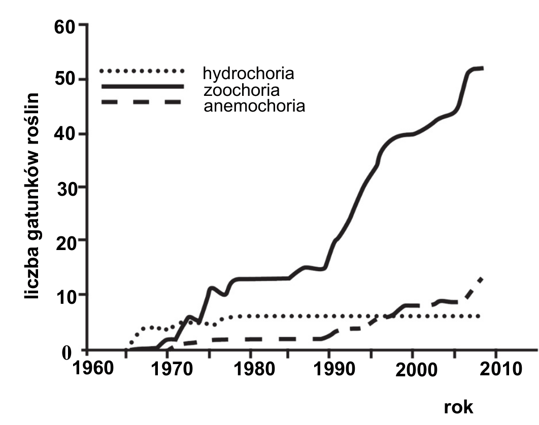 wykres liniowy. Oś pozioma to rok, od 1960 do 2010, oś pionowa to liczba gatunków roślin, od 0 do 60. Przedstawiono trzy krzywe opisane w legendzie: hydrochoria (linia kropkowana), zoochoria (linia ciągła) i anemochoria (linia przerywana). Krzywa hydrochorii jako jedyna zaczyna się już w połowie lat sześćdziesiątych, szybko rośnie do ok. 5 gatunków ok. 1970 r., a potem bardzo powoli wznosi się do ok. 7 gatunków i utrzymuje się na tym poziomie do końca wykresu. Krzywa zoochorii pojawia się ok. 1967 r., do połowy lat siedemdziesiątych rośnie do ok. 13 gatunków, następnie utrzymuje się na tym poziomie do ok. 1990 r., po czym gwałtownie rośnie - do ok. 40 gatunków ok. 1995 r. i do ok. 52 gatunków ok. 2008 r. Krzywa anemochorii przez cały okres pozostaje najniżej: do lat dziewięćdziesiątych utrzymuje się na poziomie 1-3 gatunków, a pod koniec wykresu wzrasta do ok. 12 gatunków.