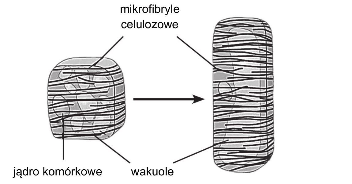 dwie komórki roślinne połączone poziomą strzałką. Po lewej komórka krótka i szeroka, z jądrem komórkowym oraz kilkoma drobnymi wakuolami; w jej ścianie zaznaczono mikrofibryle celulozowe ułożone poprzecznie do poziomej osi wzrostu. Po prawej ta sama komórka po wzroście wydłużeniowym: wyraźnie wydłużona wzdłuż osi wzrostu, z mikrofibrylami celulozowymi w ścianie ułożonymi bardziej równolegle do tej osi. Podpisy wskazują: mikrofibryle celulozowe, jądro komórkowe, wakuole.