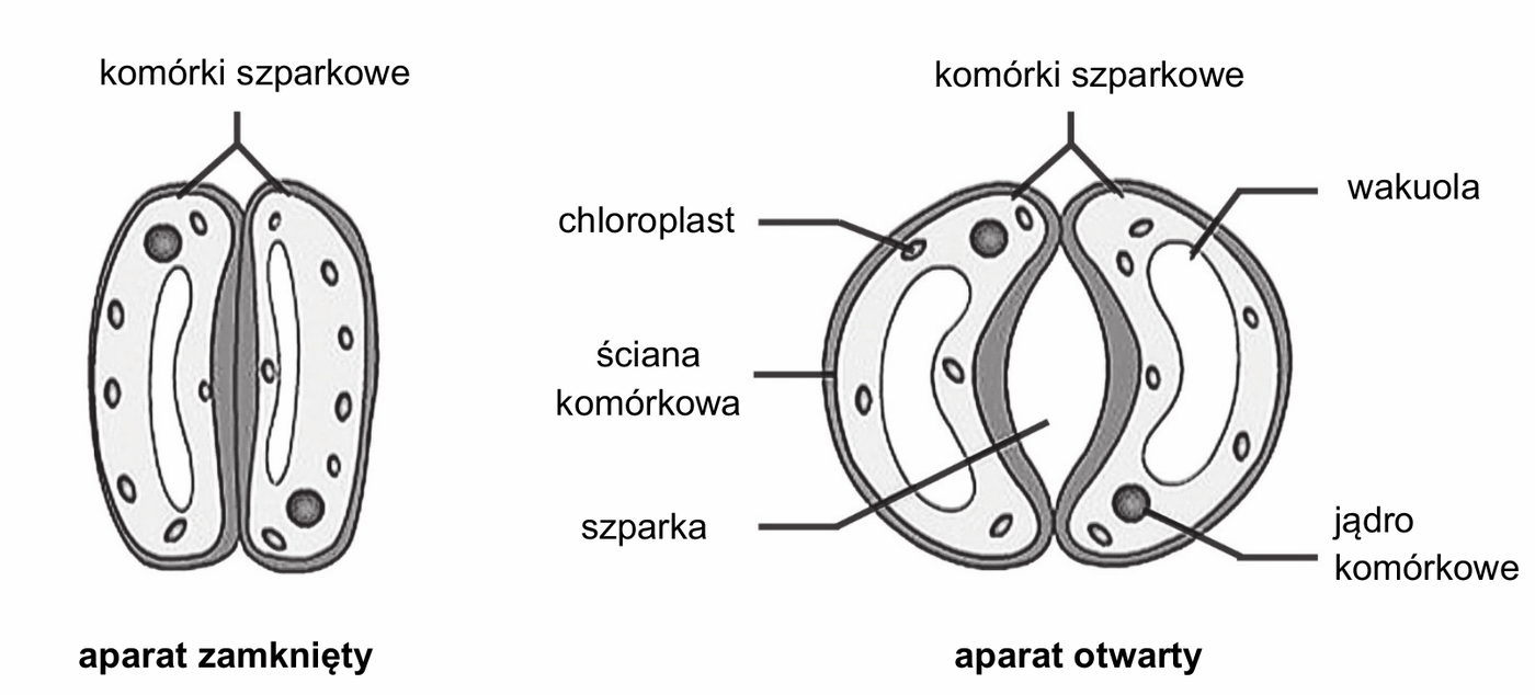 dwa rysunki aparatu szparkowego widzianego z góry. Po lewej aparat zamknięty - dwie wąskie, wydłużone komórki szparkowe przylegają do siebie, a szparka między nimi jest zamknięta. Po prawej aparat otwarty - te same komórki szparkowe są nabrzmiałe i wygięte nerkowato, przez co między nimi powstaje szeroko otwarta szparka. Na obu rysunkach zaznaczono, że ściana komórkowa komórek szparkowych jest nierównomiernie zgrubiała: ściana od strony szparki jest wyraźnie grubsza niż ściana zewnętrzna. Podpisy wskazują: komórki szparkowe, chloroplast, ściana komórkowa, szparka, wakuola, jądro komórkowe; pod rysunkami napisy: aparat zamknięty oraz aparat otwarty.