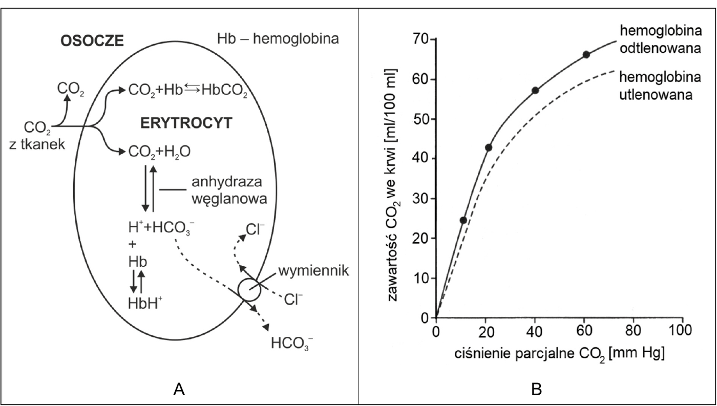 A - schemat erytrocytu w osoczu. $\ce{CO2}$ z tkanek wnika do wnętrza komórki, gdzie część łączy się z hemoglobiną, tworząc $\ce{CO2 + Hb <=> HbCO2}$, a część reaguje z wodą ($\ce{CO2 + H2O}$) w reakcji katalizowanej przez anhydrazę węglanową, dając $\ce{H+ + HCO3^-}$; protony są wiązane przez hemoglobinę ($\ce{Hb -> HbH+}$), a jony $\ce{HCO3^-}$ opuszczają erytrocyt przez białkowy wymiennik anionowy w zamian za jony $\ce{Cl^-}$. Część $\ce{CO2}$ pozostaje rozpuszczona w osoczu. B - wykres zależności zawartości $\ce{CO2}$ we krwi [ml/100 ml