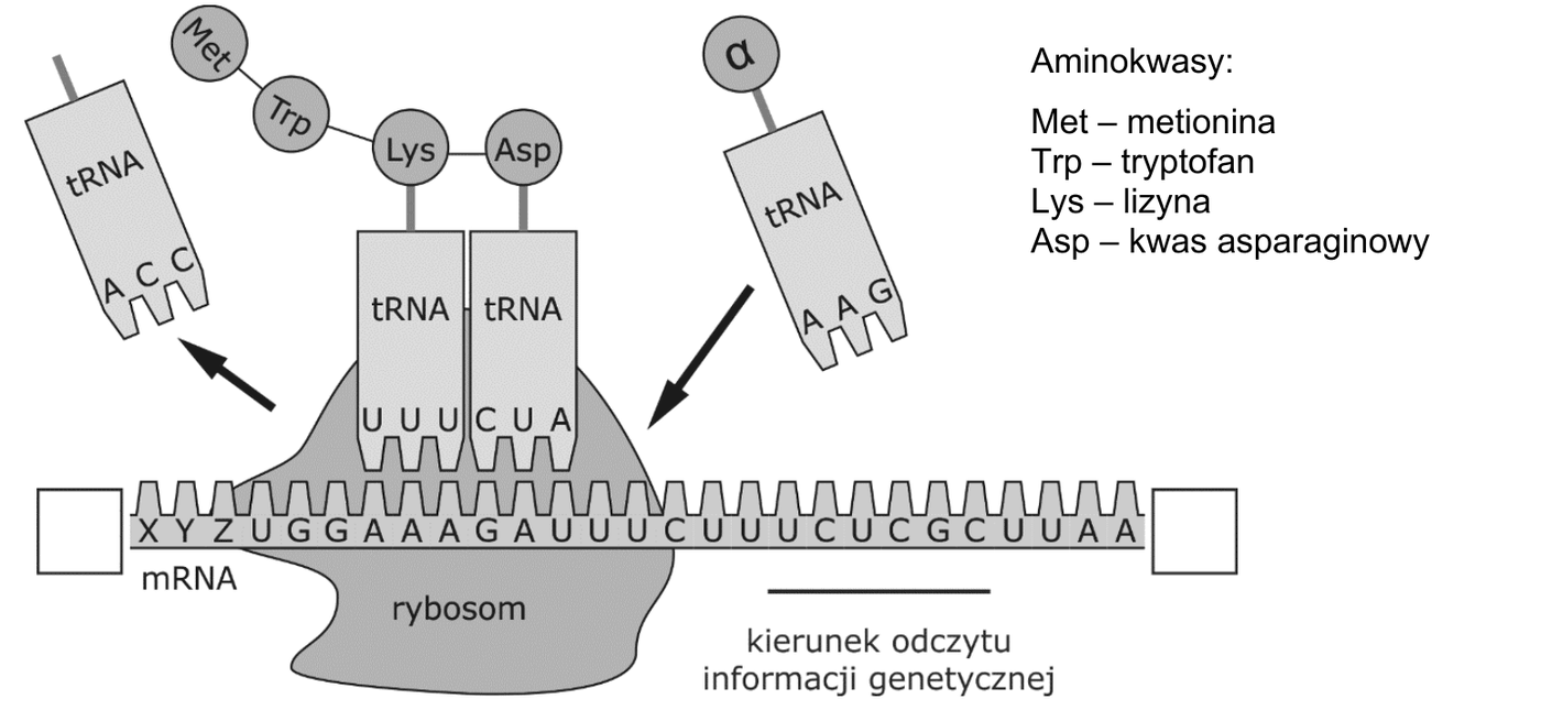 schemat translacji. Na nici mRNA o sekwencji X Y Z U G G A A A G A U U U C U U U C U C G C U U A A spoczywa rybosom, w którym znajdują się dwie cząsteczki tRNA z antykodonami U U U oraz C U A; do rybosomu z prawej strony dochodzi kolejne tRNA z antykodonem A A G niosące aminokwas oznaczony grecką literą α, a z lewej odchodzi tRNA z antykodonem A C C, które oddało już swój aminokwas. Powstający łańcuch peptydowy tworzą kolejno kółka podpisane Met, Trp, Lys, Asp. Oba końce nici mRNA zakończone są pustymi prostokątami do uzupełnienia, a pod schematem znajduje się linia z podpisem kierunek odczytu informacji genetycznej, do której należy dorysować grot strzałki. Obok schematu podano legendę: Aminokwasy: Met - metionina, Trp - tryptofan, Lys - lizyna, Asp - kwas asparaginowy