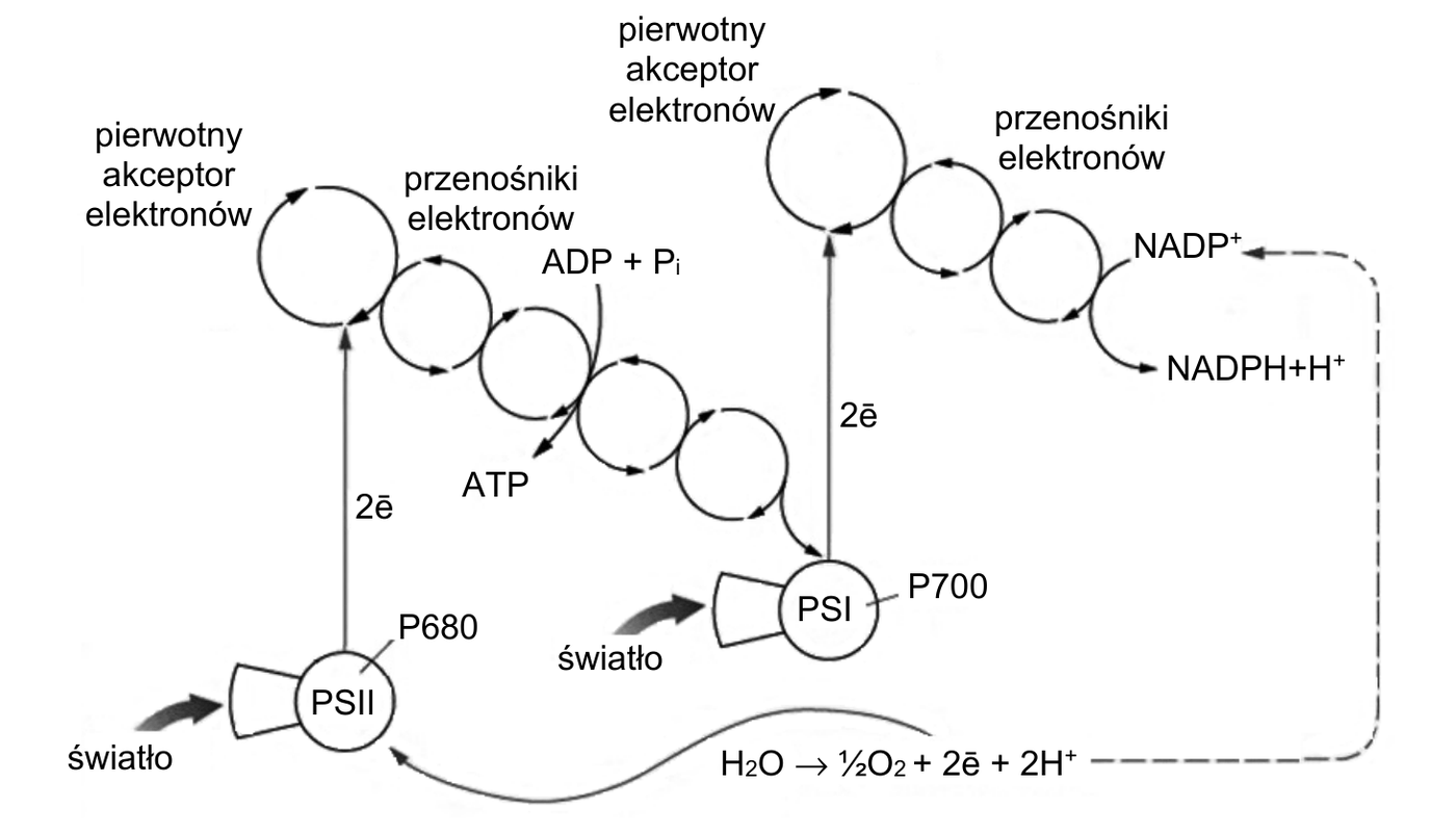 schemat przepływu elektronów w fazie zależnej od światła fotosyntezy, narysowany jako tzw. schemat Z. Po lewej stronie fotosystem PSII z centrum reakcji P680, do którego dochodzi strzałka podpisana światło; wzbudzone elektrony (2ē) przechodzą w górę na pierwotny akceptor elektronów, a następnie w dół przez łańcuch przenośników elektronów, przy którym zaznaczono ADP + Pi oraz powstający ATP. Łańcuch ten prowadzi do fotosystemu PSI z centrum reakcji P700, do którego również dochodzi strzałka podpisana światło; stąd elektrony (2ē) przechodzą w górę na kolejny pierwotny akceptor elektronów, dalej przez przenośniki elektronów na $\ce{NADP+}$, z którego powstaje $\ce{NADPH + H+}$. U dołu schematu zapisano reakcję fotolizy wody: $\ce{H2O -> 1/2 O2 + 2ē + 2H+}$, a strzałka wskazuje, że uwolnione elektrony uzupełniają niedobór elektronów w PSII