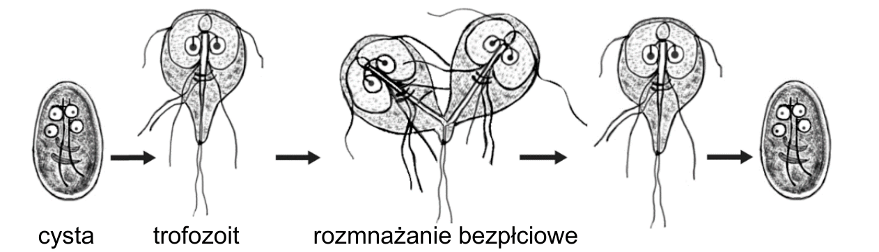 rysunkowy schemat cyklu rozwojowego giardii jelitowej złożony z pięciu form połączonych strzałkami. Od lewej: owalna cysta podpisana cysta, następnie gruszkowaty trofozoit podpisany trofozoit z dwoma jądrami, dyskiem czepnym i wiciami, dalej dwie formy dzielącej się komórki podpisane rozmnażanie bezpłciowe, a na końcu ponownie owalna cysta