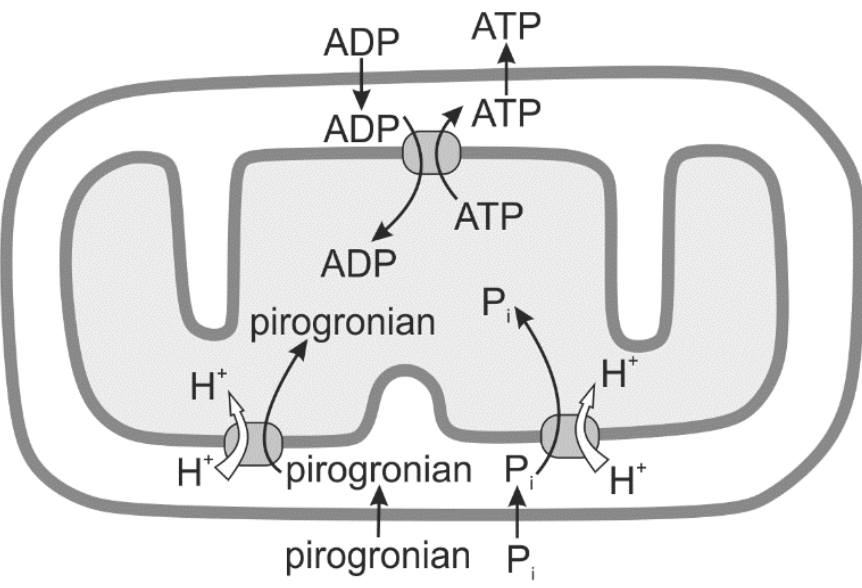 schemat mitochondrium w przekroju, z błoną zewnętrzną i pofałdowaną w grzebienie błoną wewnętrzną. W błonie wewnętrznej umieszczono syntazę ATP, przez którą protony wracają do matriks i przy której z ADP powstaje ATP, oraz dwa białka transportujące: jedno wprowadza do matriks pirogronian razem z $\ce{H+}$, drugie wprowadza Pi razem z $\ce{H+}$. Pirogronian i Pi pobierane są z przestrzeni międzybłonowej, a ATP jest z matriks wyprowadzane