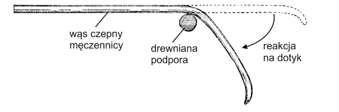 rysunek wąsa czepnego męczennicy stykającego się z drewnianą podporą. Podpisano wąs czepny męczennicy, drewnianą podporę w miejscu kontaktu oraz reakcję na dotyk - wygięcie i zawinięcie się końcowego odcinka wąsa wokół podpory