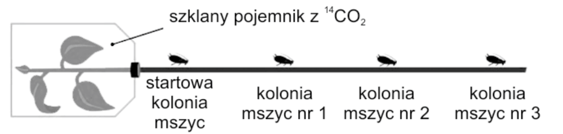 rysunek zestawu doświadczalnego - szczytowa część pędu lilaka z liśćmi umieszczona w szklanym pojemniku ze znakowanym $\ce{CO2}$, a wzdłuż poziomo ułożonej łodygi zaznaczono startową kolonię mszyc tuż przy pojemniku oraz kolejno kolonię mszyc nr 1, nr 2 i nr 3, coraz dalej od pojemnika