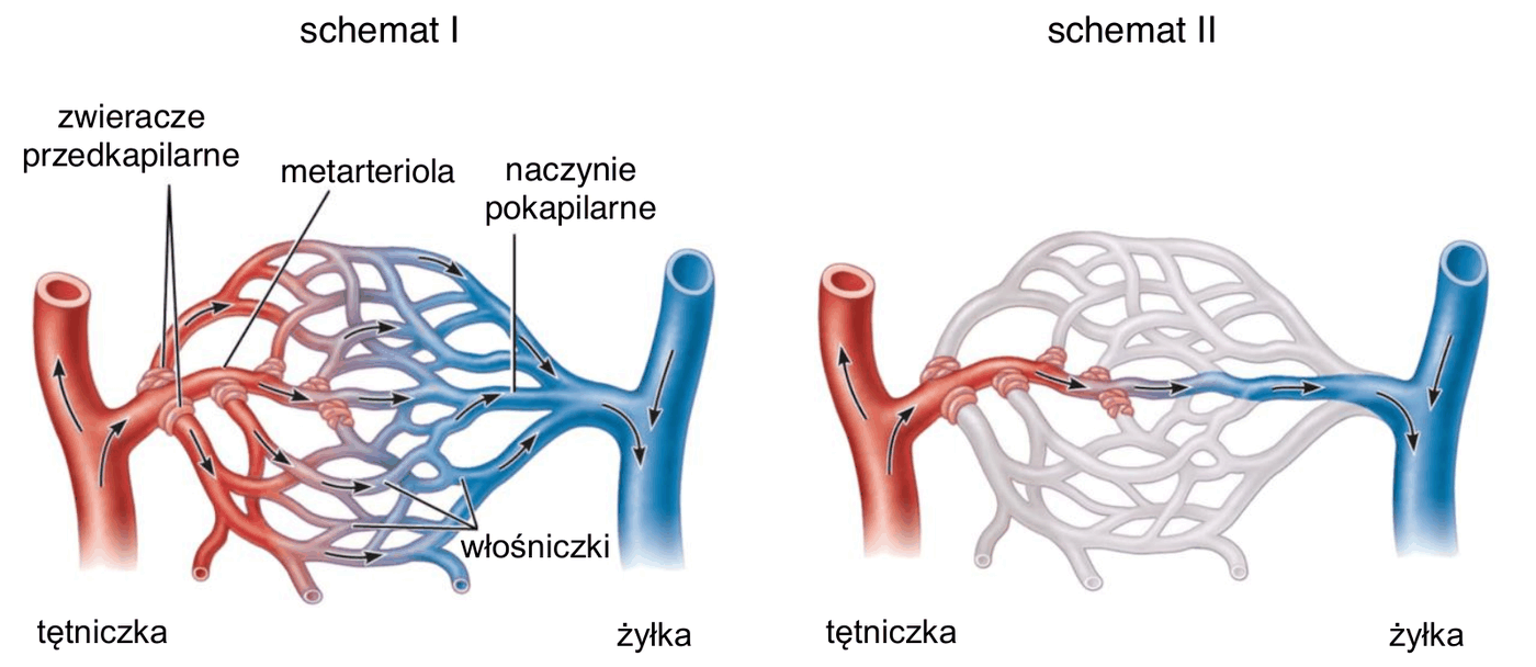 dwa schematy mikrokrążenia. Schemat I - zwieracze przedkapilarne otwarte, krew z tętniczki przepływa metarteriolą oraz siecią włośniczek do naczynia pokapilarnego i dalej do żyłki. Schemat II - zwieracze przedkapilarne zamknięte, krew płynie tylko metarteriolą z tętniczki do żyłki, z pominięciem włośniczek. Opisano: zwieracze przedkapilarne, metarteriola, naczynie pokapilarne, włośniczki, tętniczka, żyłka