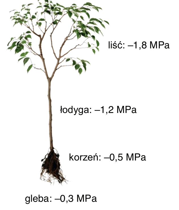 schemat rośliny lądowej rosnącej w glebie z podanymi wartościami potencjału wody: liść: -1,8 MPa, łodyga: -1,2 MPa, korzeń: -0,5 MPa, gleba: -0,3 MPa