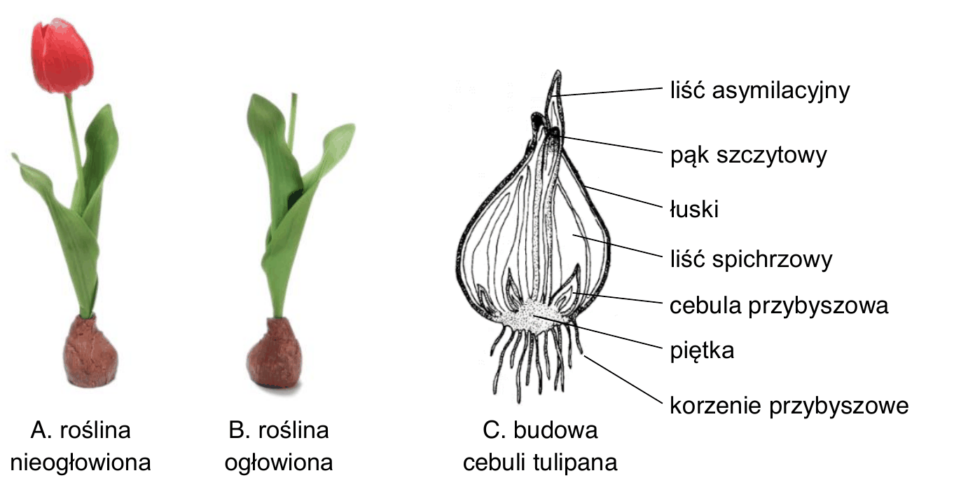 trzy rysunki - A. roślina nieogłowiona (tulipan z kwiatem), B. roślina ogłowiona (tulipan z usuniętym kwiatem, z pozostawionymi liśćmi asymilacyjnymi), C. budowa cebuli tulipana w przekroju, z opisanymi elementami: liść asymilacyjny, pąk szczytowy, łuski, liść spichrzowy, cebula przybyszowa, piętka, korzenie przybyszowe