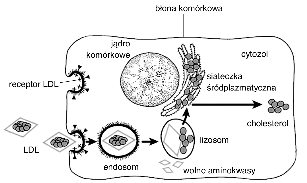 schemat komórki z opisanymi elementami: błona komórkowa z receptorami LDL, jądro komórkowe, siateczka śródplazmatyczna i cytozol. Cząsteczka LDL związana z receptorem jest wchłaniana przez wpuklenie błony do endosomu, stamtąd trafia do lizosomu, gdzie powstają wolne aminokwasy i cholesterol