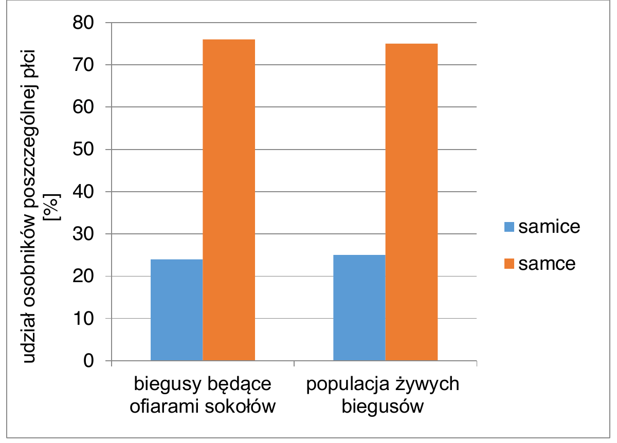wykres słupkowy przedstawiający udział osobników poszczególnej płci (w %) w dwóch grupach: biegusy będące ofiarami sokołów oraz populacja żywych biegusów. W obu grupach samce stanowią ok. 70-75%, a samice ok. 25-30%, a proporcje płci w obu grupach są zbliżone