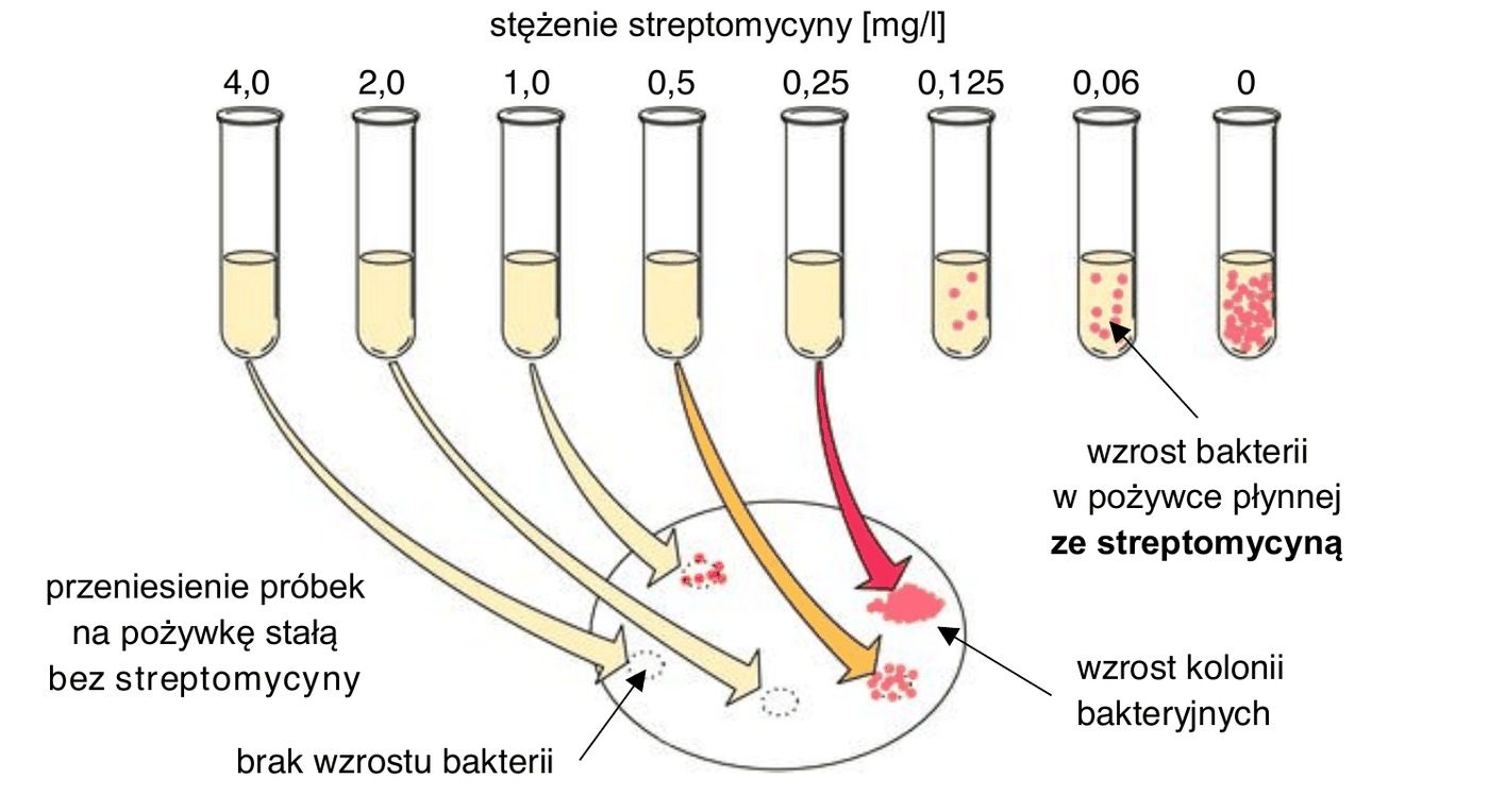 schemat ośmiu probówek o stężeniach streptomycyny 4,0; 2,0; 1,0; 0,5; 0,25; 0,125; 0,06 oraz 0 mg/l. W probówkach o stężeniach 0,125; 0,06 i 0 mg/l widoczne jest zmętnienie, czyli wzrost bakterii w pożywce płynnej, w pozostałych - brak wzrostu. Po przeniesieniu próbek bez wzrostu na pożywkę stałą bez streptomycyny kolonie bakteryjne wyrosły z próbek pochodzących z probówek o stężeniach 1,0; 0,5 i 0,25 mg/l, a nie wyrosły z probówek o stężeniach 4,0 i 2,0 mg/l
