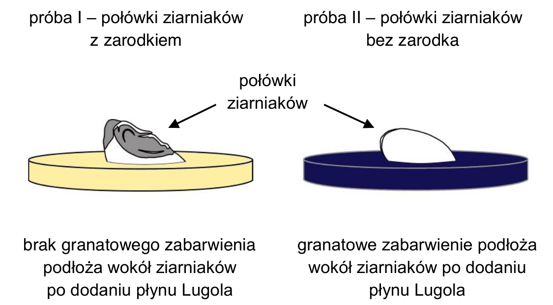 rysunek dwóch szalek z połówkami ziarniaków na podłożu skrobiowym; w próbie I (połówki z zarodkiem) wokół ziarniaków brak granatowego zabarwienia podłoża po dodaniu płynu Lugola, w próbie II (połówki bez zarodka) podłoże wokół ziarniaków jest zabarwione na granatowo