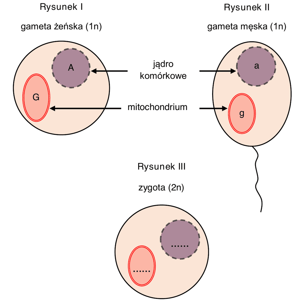 trzy schematyczne rysunki komórek. Rysunek I - gameta żeńska (1n): duża, okrągła komórka z jądrem komórkowym oznaczonym allelem A i z mitochondrium oznaczonym allelem G. Rysunek II - gameta męska (1n): komórka z witką, z jądrem komórkowym oznaczonym allelem a i z mitochondrium oznaczonym allelem g. Rysunek III - zygota (2n): komórka z pustym polem (……) w jądrze komórkowym oraz pustym polem (……) w mitochondrium