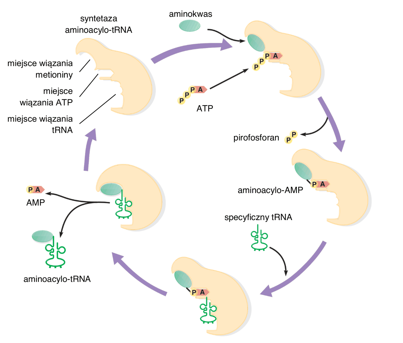 cykliczny schemat działania syntetazy aminoacylo-tRNA. Enzym ma zaznaczone trzy miejsca wiązania: miejsce wiązania metioniny, miejsce wiązania ATP i miejsce wiązania tRNA. Kolejne etapy cyklu: przyłączenie aminokwasu i ATP do enzymu, odłączenie pirofosforanu (dwie reszty fosforanowe) i powstanie aminoacylo-AMP związanego z enzymem, przyłączenie specyficznego tRNA, a następnie uwolnienie AMP i gotowej cząsteczki aminoacylo-tRNA