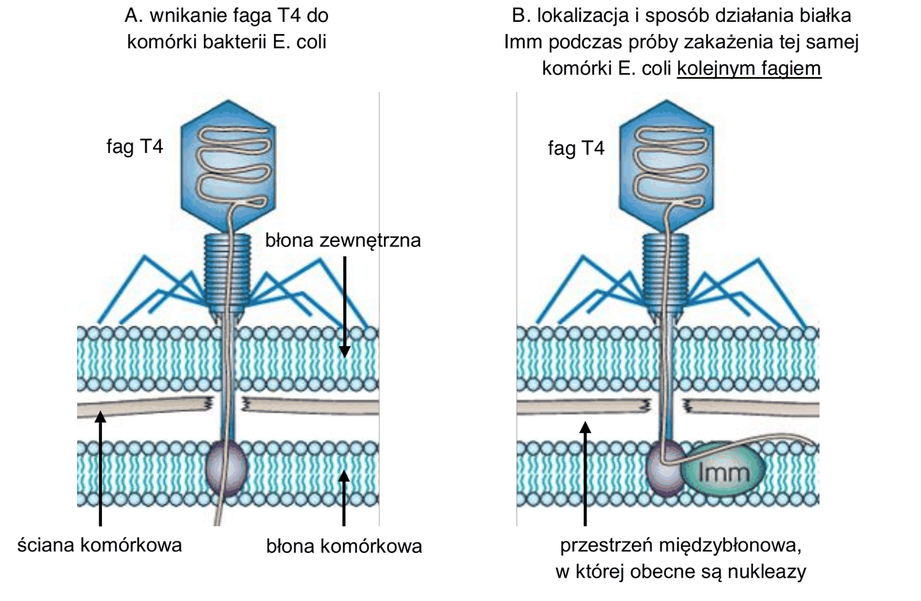 dwa schematy powierzchni komórki E. coli. Schemat A "wnikanie faga T4 do komórki bakterii E. coli" - fag T4 osiadły na powierzchni bakterii przebija swoim ogonkiem kolejno błonę zewnętrzną, cienką ścianę komórkową i błonę komórkową, a jego DNA jest wprowadzane do wnętrza komórki. Schemat B "lokalizacja i sposób działania białka Imm podczas próby zakażenia tej samej komórki E. coli kolejnym fagiem" - białko Imm jest wbudowane w błonę komórkową (wewnętrzną) przy końcu ogonka kolejnego faga i sprawia, że DNA tego faga trafia do przestrzeni międzybłonowej, w której obecne są nukleazy, zamiast do wnętrza komórki