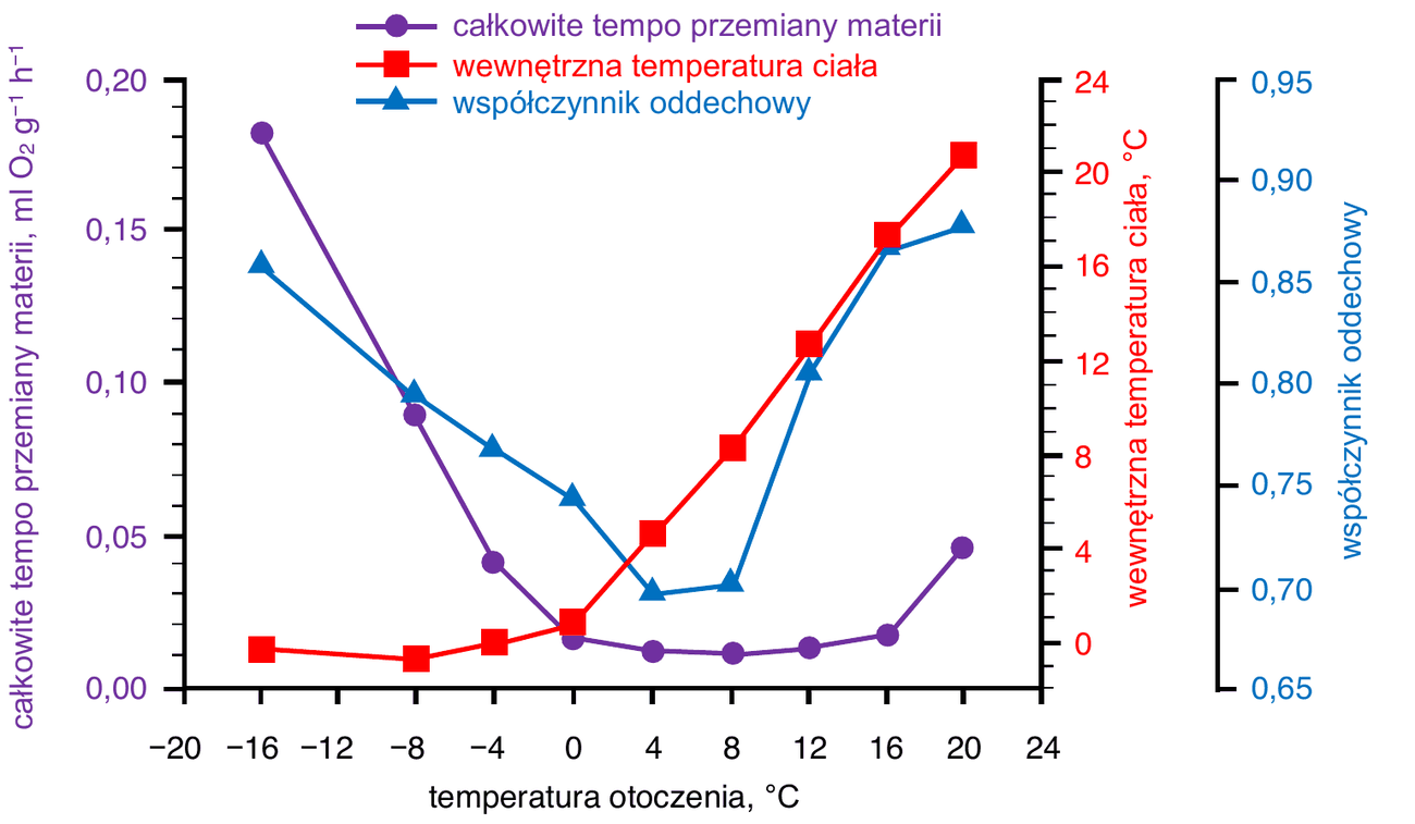 wykres liniowy z trzema krzywymi; oś pozioma - temperatura otoczenia od -20 do 24 stopni C, trzy osie pionowe: całkowite tempo przemiany materii w ml O2 g^-1 h^-1 (0,00-0,20), wewnętrzna temperatura ciała w stopniach C (0-24) oraz współczynnik oddechowy (0,65-0,95). Całkowite tempo przemiany materii maleje z około 0,18 w -16 stopniach C do minimum około 0,012 w przedziale od 4 do 8 stopni C, a następnie rośnie do około 0,047 w 20 stopniach C. Wewnętrzna temperatura ciała utrzymuje się blisko 0 stopni C w zakresie od -16 do 0 stopni C, a powyżej 0 stopni C rośnie wraz z temperaturą otoczenia do około 21 stopni C w 20 stopniach C otoczenia. Współczynnik oddechowy maleje z około 0,86 w -16 stopniach C do około 0,70 w przedziale od 4 do 8 stopni C, a następnie rośnie do około 0,88 w 20 stopniach C