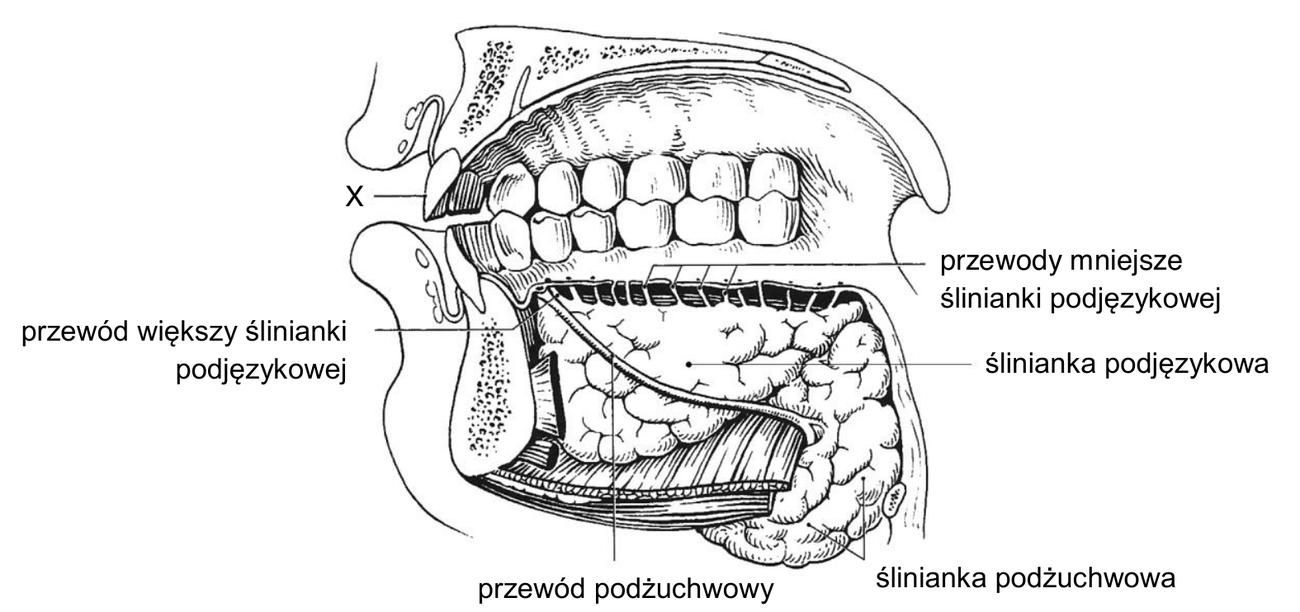 anatomiczny rysunek jamy ustnej człowieka w przekroju przyśrodkowym, z widocznymi zębami szczęki i żuchwy. Podpisano: śliniankę podjęzykową leżącą na dnie jamy ustnej wraz z jej przewodami mniejszymi i przewodem większym, śliniankę podżuchwową oraz przewód podżuchwowy uchodzący na dnie jamy ustnej. Literą X oznaczono przedni ząb w szczęce, znajdujący się na samym początku łuku zębowego