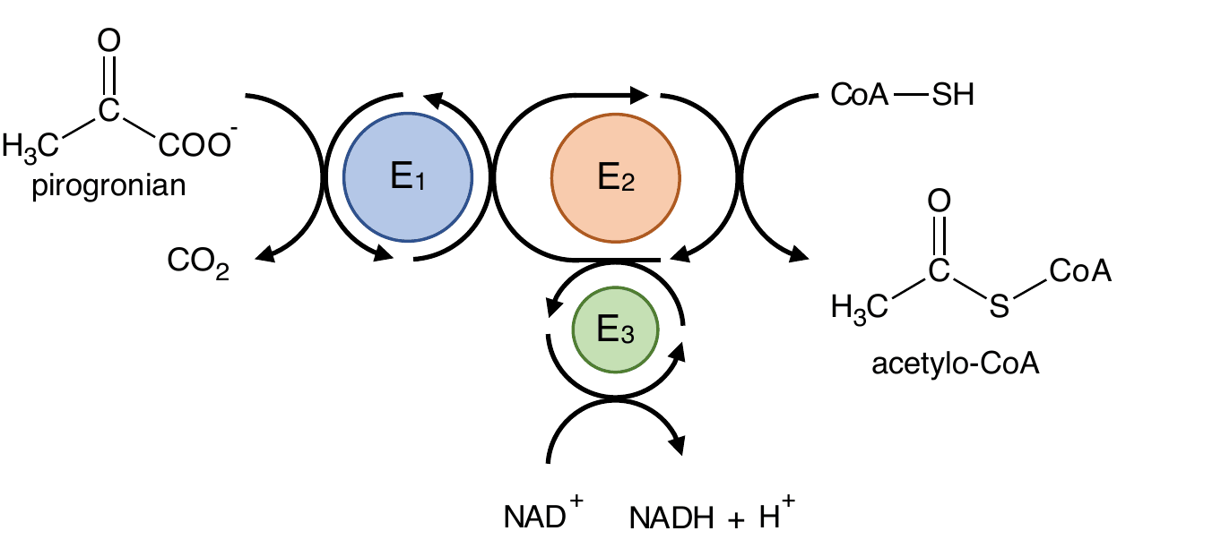 schemat współdziałania trzech enzymów kompleksu dehydrogenazy pirogronianowej; pirogronian trafia do enzymu E1, od którego odchodzi $\ce{CO2}$, następnie strzałka prowadzi do enzymu E2, do którego dołącza CoA-SH i który wytwarza acetylo-CoA, natomiast enzym E3 uczestniczy w przemianie $\ce{NAD+}$ w NADH + $\ce{H+}$