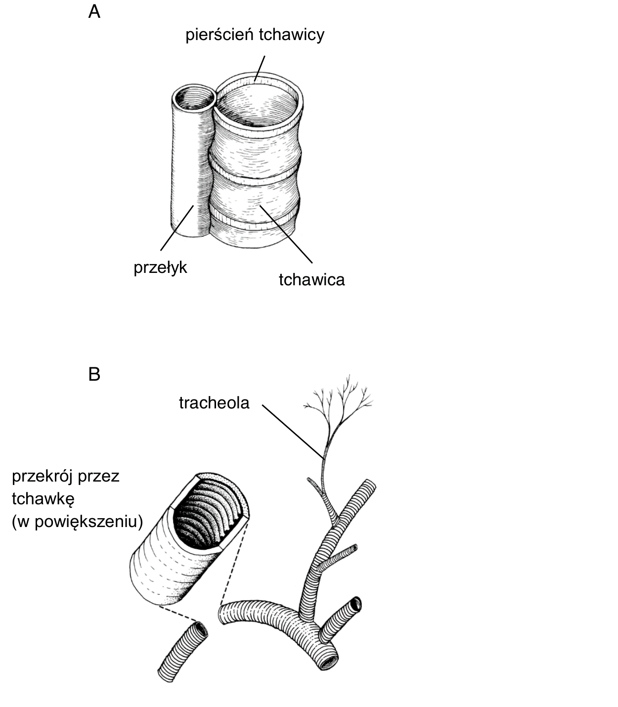 rysunek A - tchawica człowieka widziana z boku, z opisanymi elementami: pierścień tchawicy, przełyk, tchawica; rysunek B - fragment układu tchawkowego owada z opisaną tracheolą oraz przekrojem przez tchawkę w powiększeniu, na którym widoczne są pierścieniowe zgrubienia kutykuli