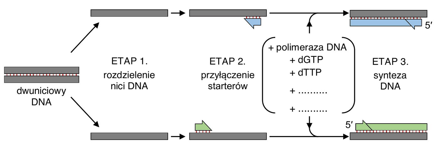 schemat pierwszego cyklu PCR. Od dwuniciowego DNA odchodzą dwie strzałki do ETAPU 1. (rozdzielenie nici DNA), z którego pojedyncze nici przechodzą do ETAPU 2. (przyłączenie starterów, zaznaczonych jako krótkie kolorowe odcinki na obu niciach), a następnie do ETAPU 3. (synteza DNA), w którym powstają nowe, częściowo dwuniciowe cząsteczki z zaznaczonymi końcami 5′. Nad etapem 3. w ramce wypisano składniki: + polimeraza DNA, + dGTP, + dTTP, + .........., + ..........