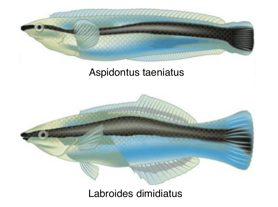 dwie ilustracje bardzo podobnych do siebie, wydłużonych ryb z ciemnym pasem biegnącym od głowy do ogona; górna podpisana Aspidontus taeniatus, dolna - Labroides dimidiatus