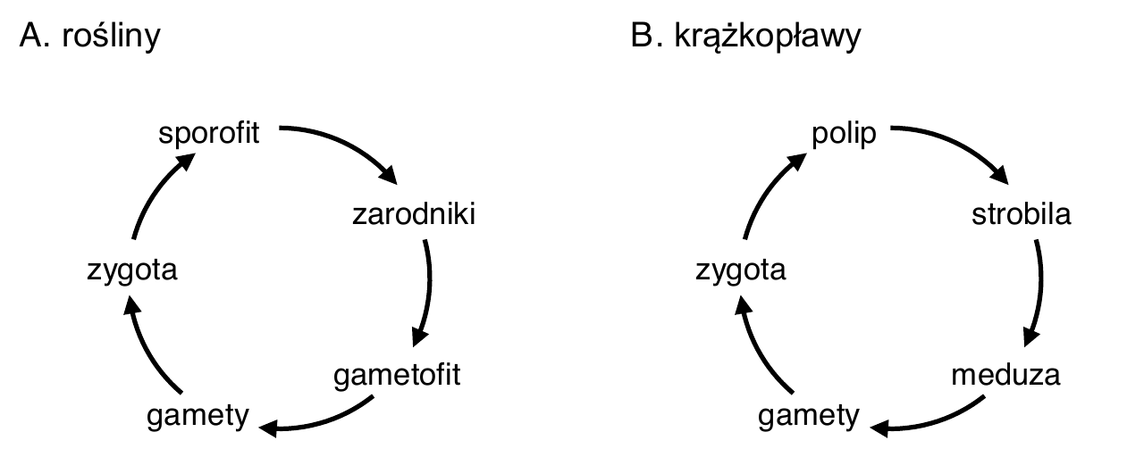 dwa schematy cykli życiowych w postaci zamkniętych kół ze strzałkami. Schemat A. rośliny: sporofit → zarodniki → gametofit → gamety → zygota → sporofit. Schemat B. krążkopławy: polip → strobila → meduza → gamety → zygota → polip