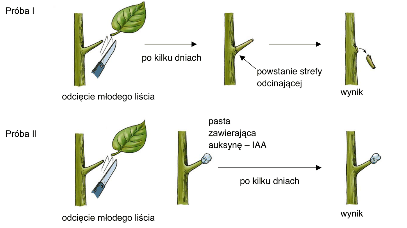rysunek przebiegu doświadczenia na dwóch pędach jabłoni z usuniętym wierzchołkiem wzrostu. Próba I - po odcięciu młodego liścia i kilku dniach wynikiem jest powstanie strefy odcinającej u podstawy ogonka liściowego. Próba II - po odcięciu młodego liścia na powierzchnię cięcia nałożono pastę zawierającą auksynę IAA; po kilku dniach wynikiem jest brak strefy odcinającej