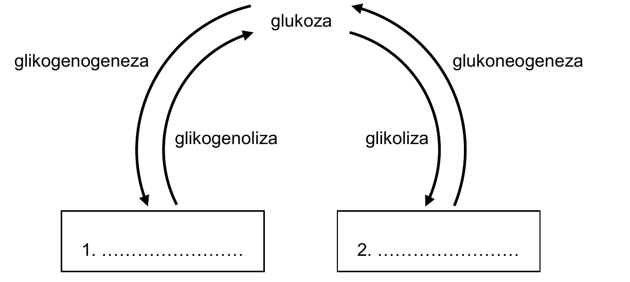 schemat przemian glukozy - od pola „glukoza” strzałka opisana „glikogenogeneza” prowadzi w dół w lewo do pustego pola 1., a strzałka powrotna od pola 1. do glukozy jest opisana „glikogenoliza”; w prawo od glukozy strzałka opisana „glikoliza” prowadzi do pustego pola 2., a strzałka powrotna od pola 2. do glukozy jest opisana „glukoneogeneza”