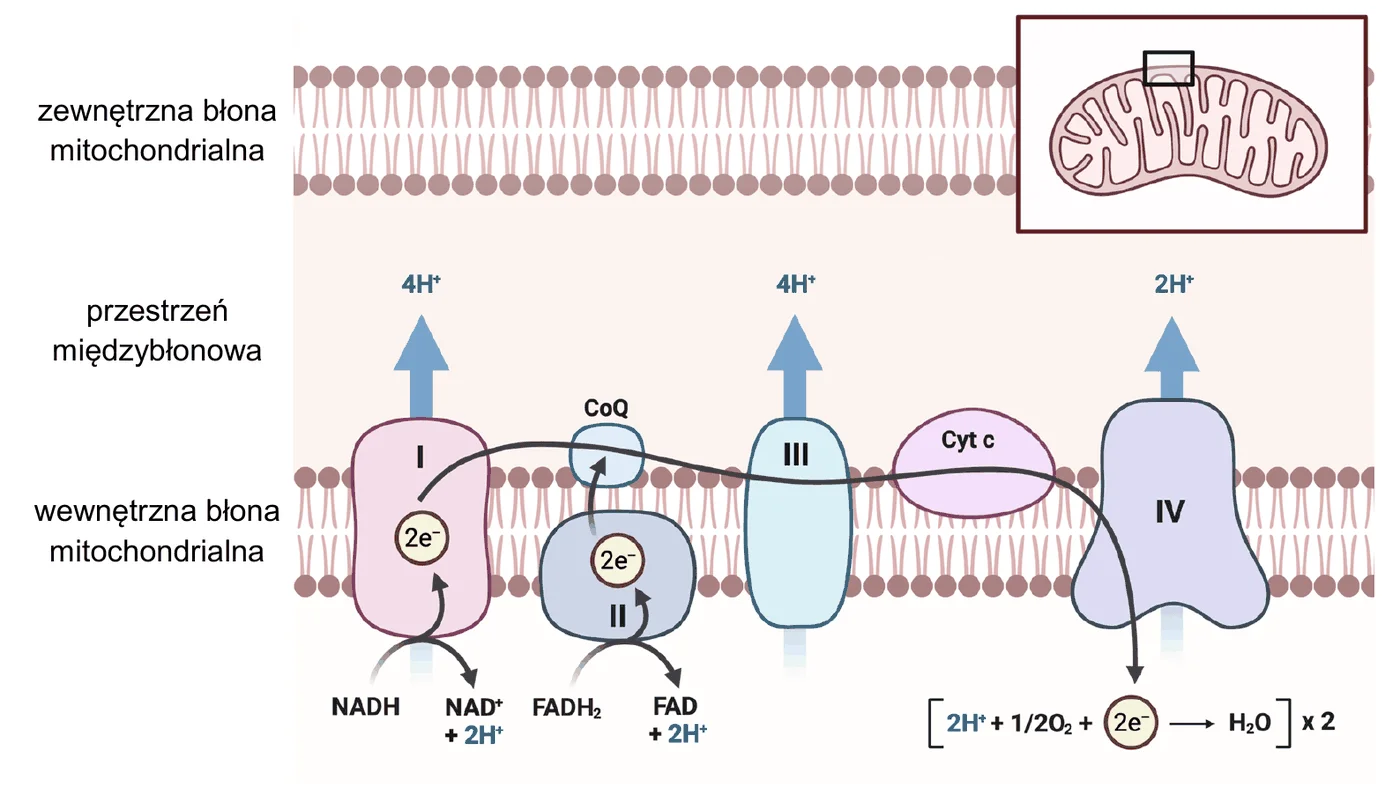 schemat łańcucha oddechowego z podpisami: zewnętrzna błona mitochondrialna, przestrzeń międzybłonowa, wewnętrzna błona mitochondrialna; w wewnętrznej błonie kompleksy I, II, III i IV oraz CoQ i Cyt c; strzałki przepływu elektronów od NADH i od FADH2, strzałki przenoszenia protonów do przestrzeni międzybłonowej z liczbą protonów, reakcja powstawania wody; w rogu miniatura mitochondrium z zaznaczonym fragmentem