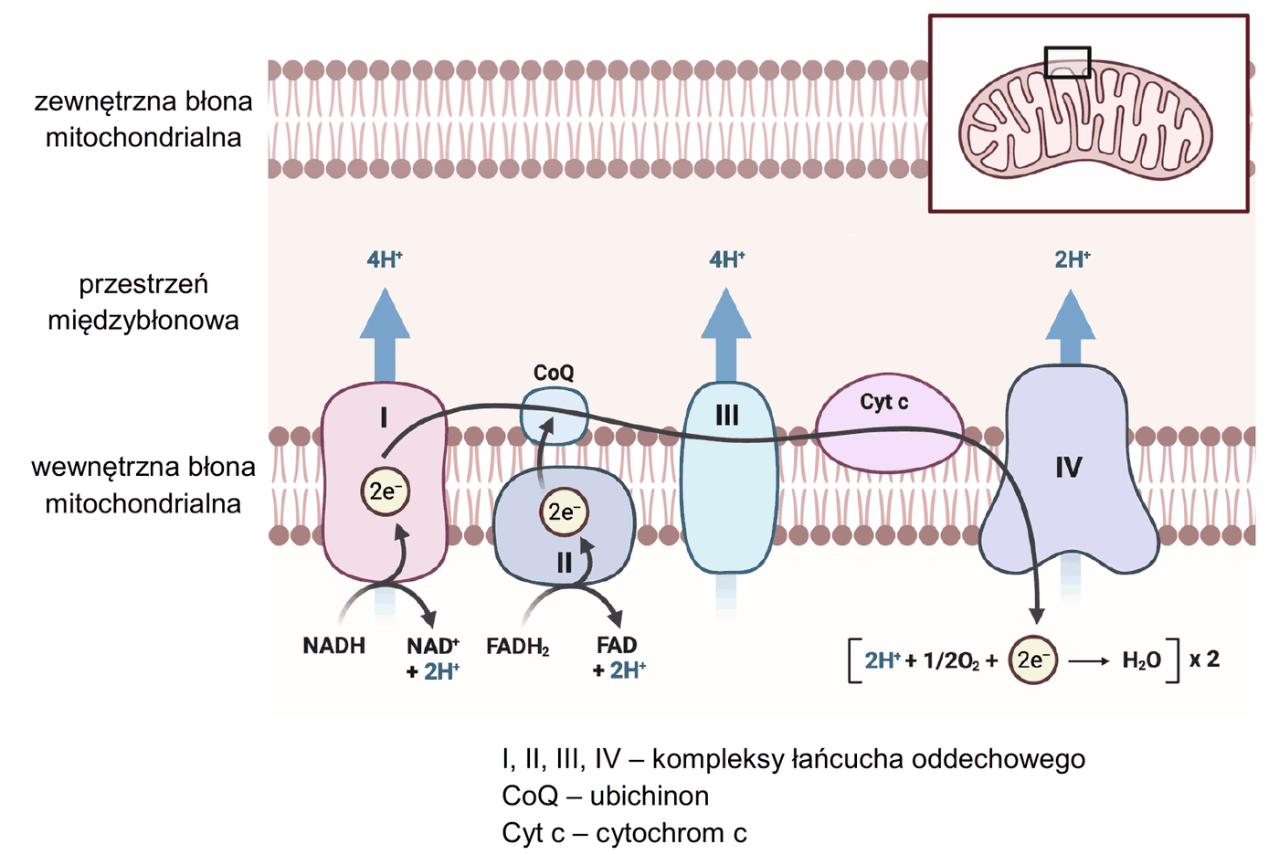 schemat łańcucha oddechowego w mitochondrium - zaznaczono zewnętrzną błonę mitochondrialną, przestrzeń międzybłonową i wewnętrzną błonę mitochondrialną; w wewnętrznej błonie osadzone są kolejno kompleksy I, II, III i IV oraz syntaza ATP, między nimi przenośniki CoQ i Cyt c; strzałki pokazują przepływ elektronów od NADH + H+ (kompleks I) i od FADH2 (kompleks II) oraz przenoszenie protonów z macierzy do przestrzeni międzybłonowej przez kompleksy I, III i IV i ich powrót do macierzy przez syntazę ATP