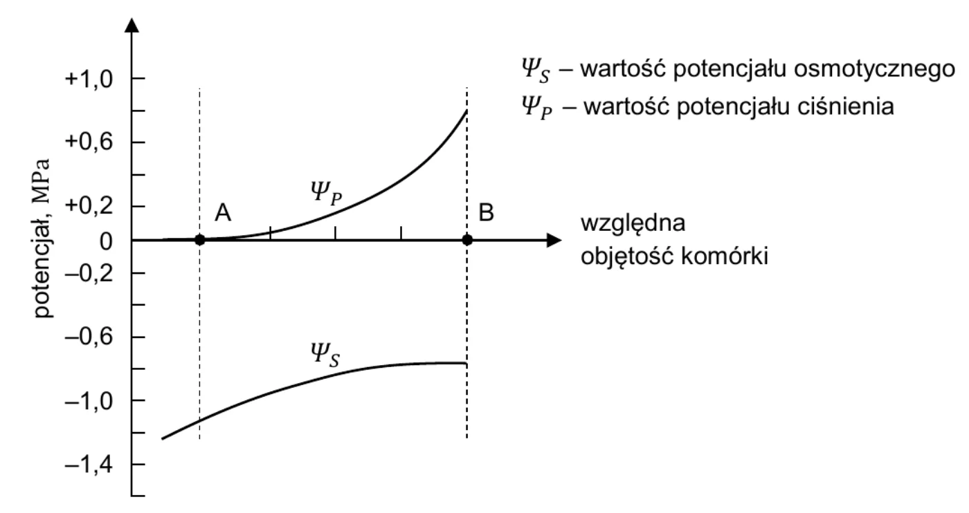 wykres zmian potencjału osmotycznego i potencjału ciśnienia (oś pionowa: potencjał, MPa) w zależności od względnej objętości komórki; przerywanymi liniami zaznaczono stany A i B