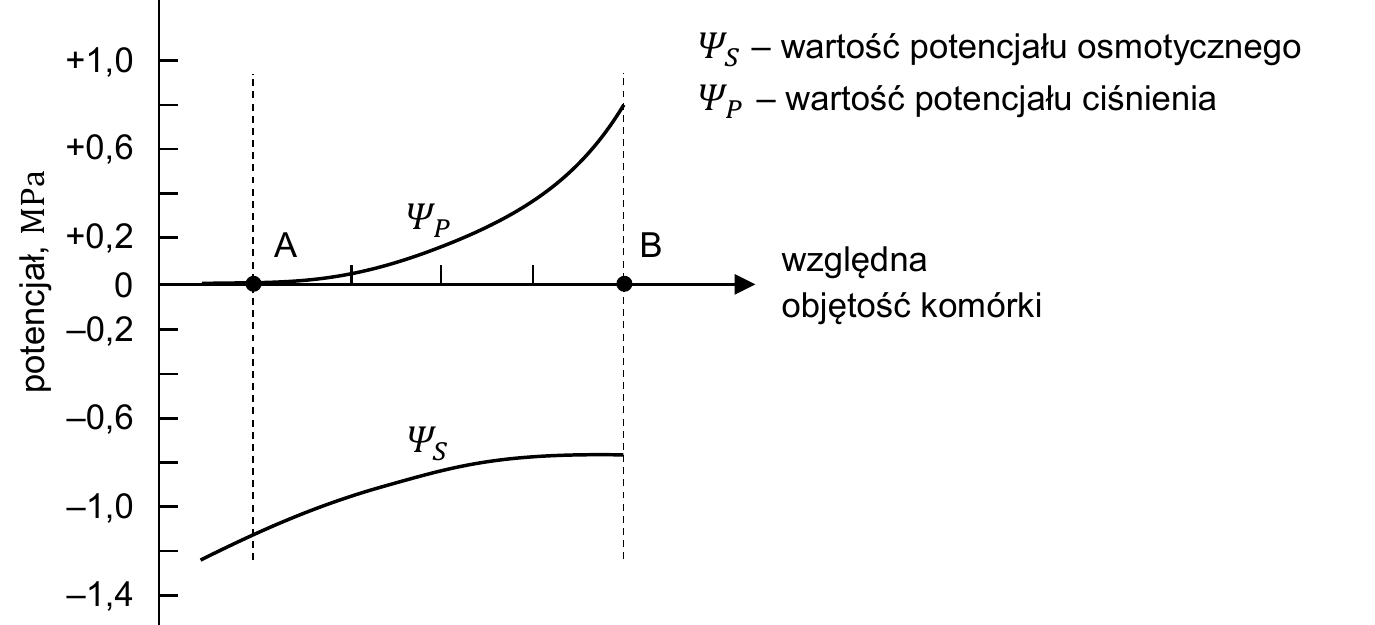 wykres liniowy, na osi pionowej potencjał w MPa (od -1,4 do +1,0), na osi poziomej względna objętość komórki; krzywa potencjału ciśnienia (Psi_P) zaczyna się w stanie A od wartości 0 i rośnie wraz ze wzrostem objętości komórki do około +0,8 MPa w stanie B; krzywa potencjału osmotycznego (Psi_S) zaczyna się w stanie A od wartości około -1,2 MPa i rośnie do około -0,8 MPa w stanie B