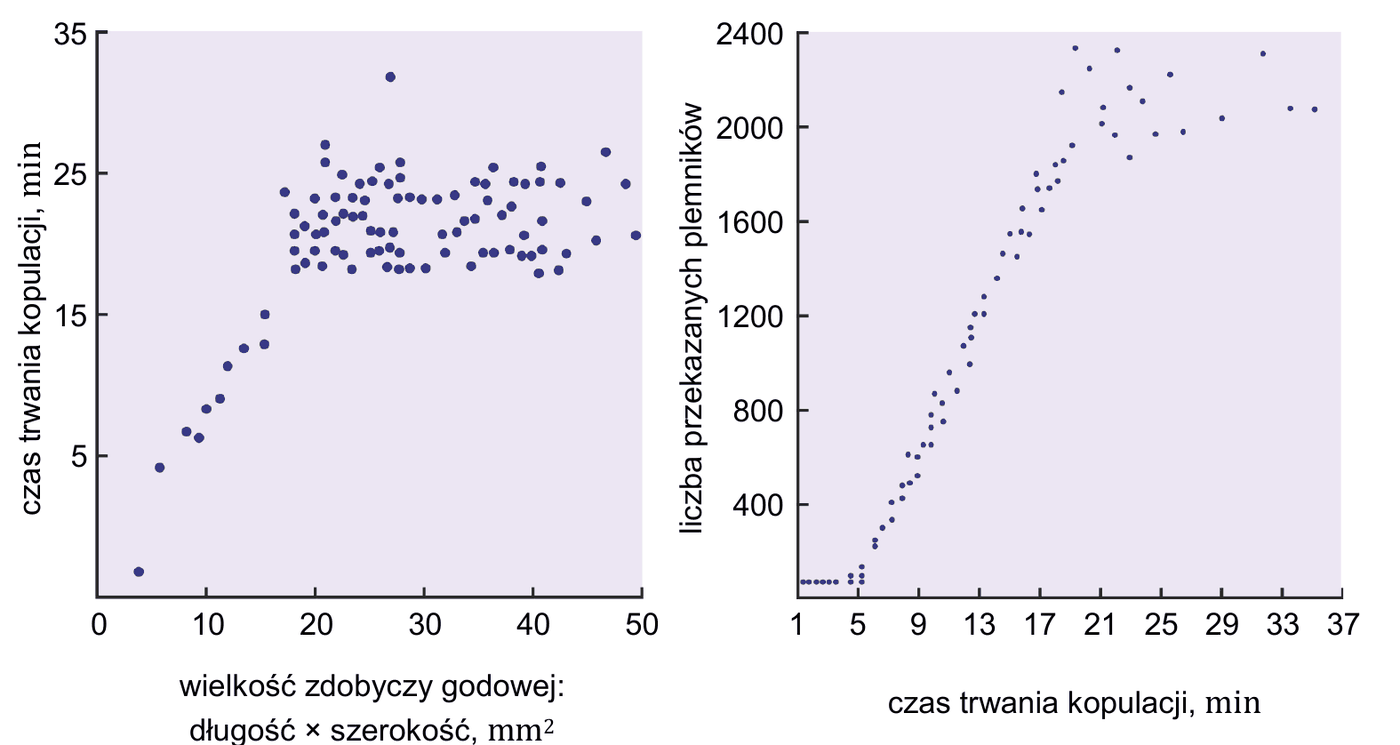 dwa wykresy punktowe - pierwszy przedstawia zależność czasu trwania kopulacji (od 5 do 35 minut) od wielkości zdobyczy godowej (długość x szerokość, od 0 do 50 mm2); czas kopulacji rośnie wraz z wielkością zdobyczy; drugi przedstawia zależność liczby przekazanych plemników (od 400 do 2400) od czasu trwania kopulacji (od 1 do 37 minut); liczba przekazanych plemników rośnie wraz z czasem trwania kopulacji