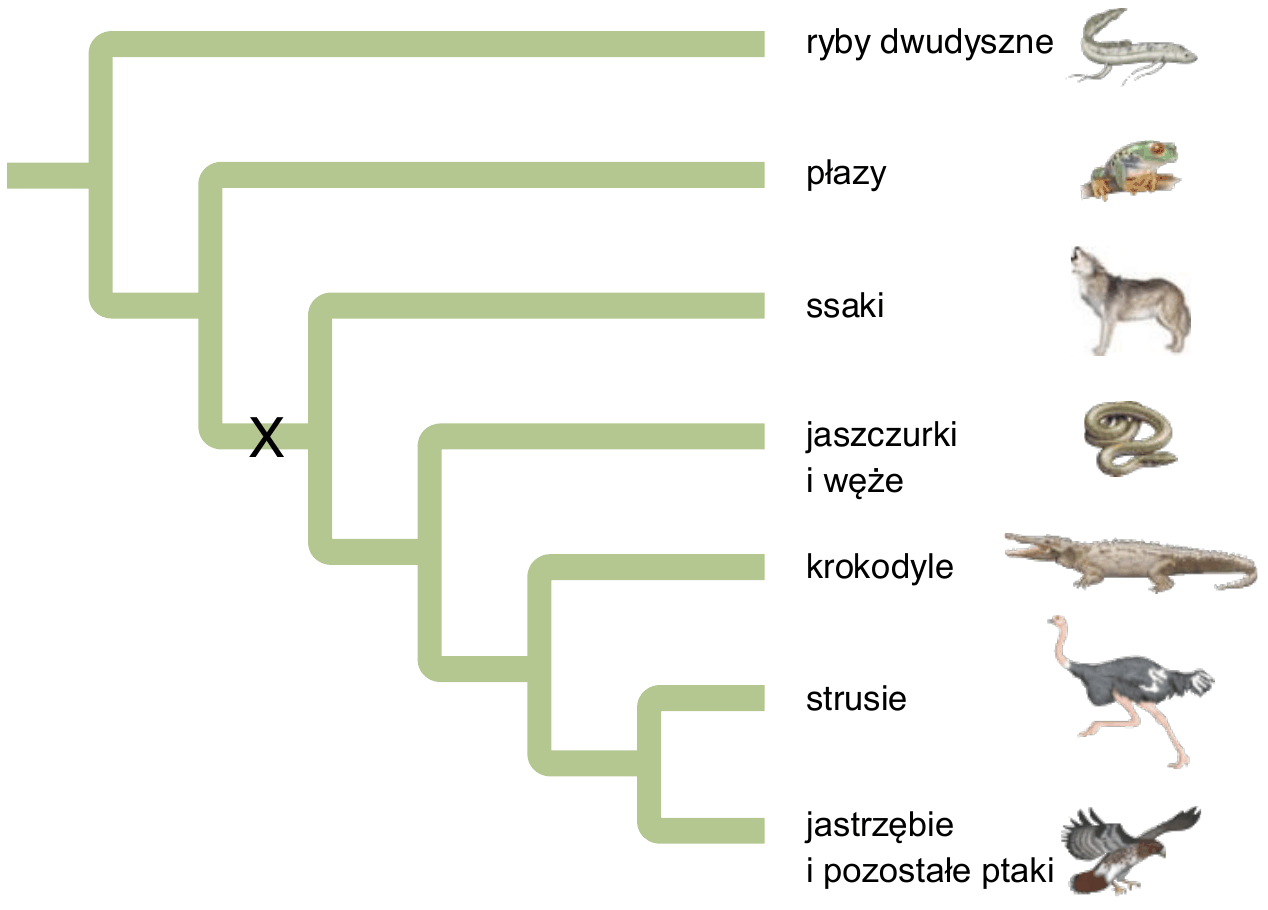 drzewo filogenetyczne kręgowców z gałęziami opisanymi kolejno: ryby dwudyszne, płazy, ssaki, jaszczurki i węże, krokodyle, strusie, jastrzębie i pozostałe ptaki; litera X oznacza węzeł na pniu prowadzącym do wspólnego przodka ssaków, jaszczurek i węży, krokodyli oraz ptaków