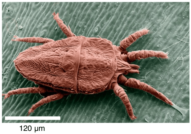 zdjęcie SEM roztocza Brevipalpus phoenicis widzianego od strony grzbietowej, z widocznymi odnóżami i nogogłaszczkami; obok podziałka 120 µm