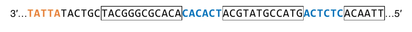 fragment sekwencji nukleotydowej nici matrycowej DNA 3′…TATTATACTGCTACGGGCGCACACACACTACGTATGCCATGACTCTCACAATT…5′; sekwencję promotorową zaznaczono kolorem pomarańczowym, introny kolorem niebieskim, a eksony ujęto w ramki