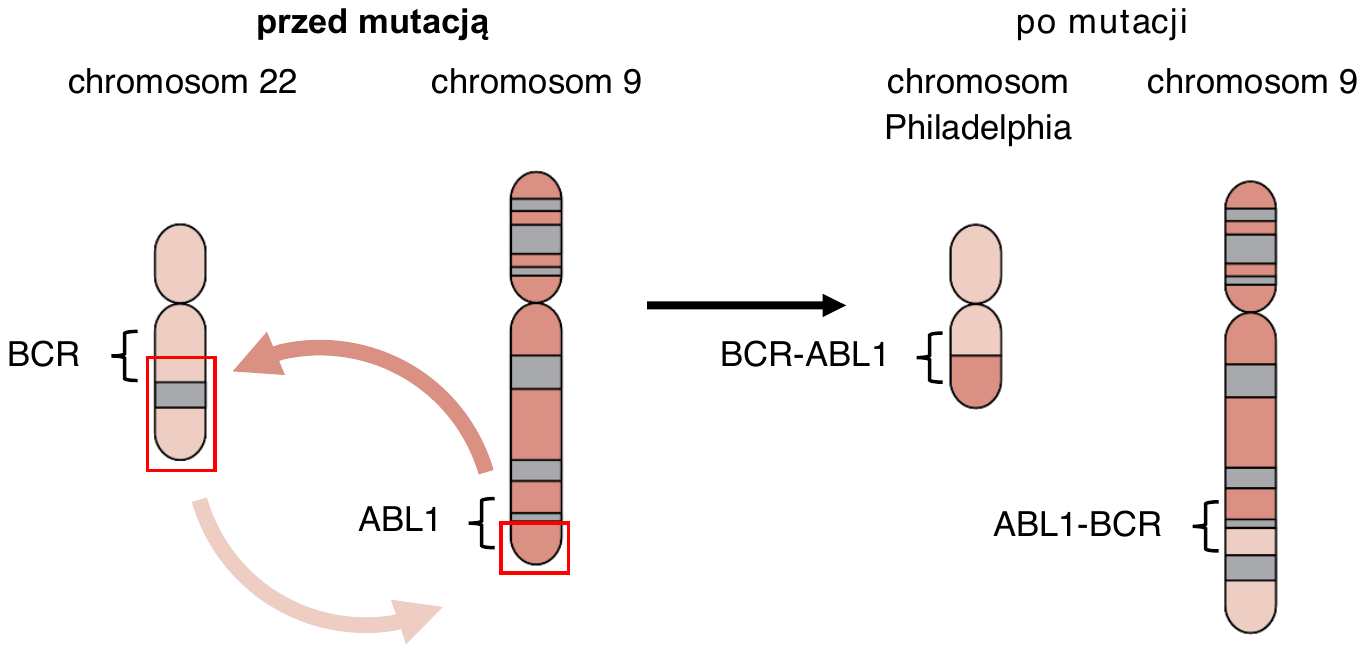 schemat czterech chromosomów. Po lewej podpis „przed mutacją”: chromosom 22 z zaznaczonym genem BCR i chromosom 9 z zaznaczonym genem ABL1. Po prawej podpis „po mutacji”: chromosom Philadelphia z genem fuzyjnym BCR-ABL1 oraz chromosom 9 z genem fuzyjnym ABL1-BCR; fragmenty chromosomów 9 i 22 zostały wzajemnie wymienione