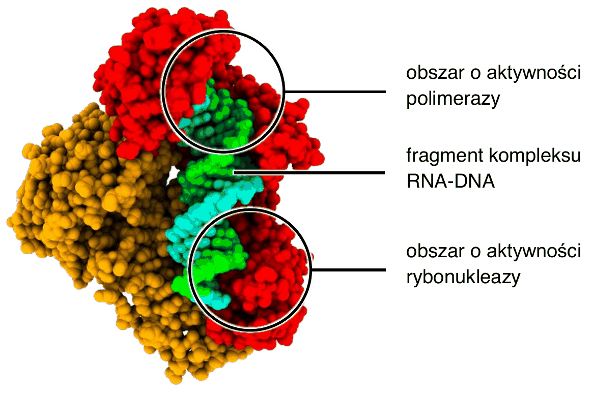 model strukturalny odwrotnej transkryptazy HIV; dwie podjednostki oznaczono kolorami, a podpisy wskazują obszar o aktywności polimerazy, fragment kompleksu RNA-DNA oraz obszar o aktywności rybonukleazy