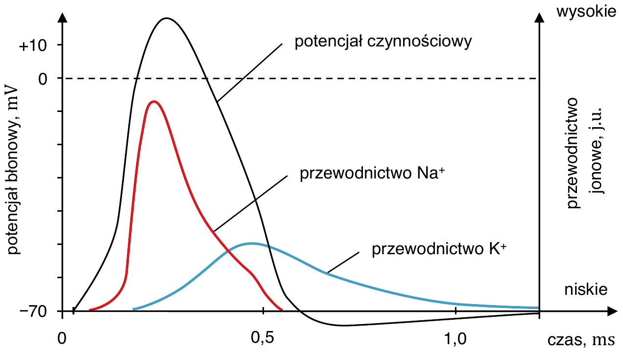 wykres potencjału błonowego (od -70 do +10 mV) w czasie od 0 do 1,0 ms, z zaznaczonym potencjałem czynnościowym oraz z dwiema krzywymi przewodnictwa jonowego (j.u.) opisanymi „przewodnictwo $\ce{Na+}$” i „przewodnictwo $\ce{K+}$”; krzywa przewodnictwa sodu narasta i opada wcześniej niż krzywa przewodnictwa potasu