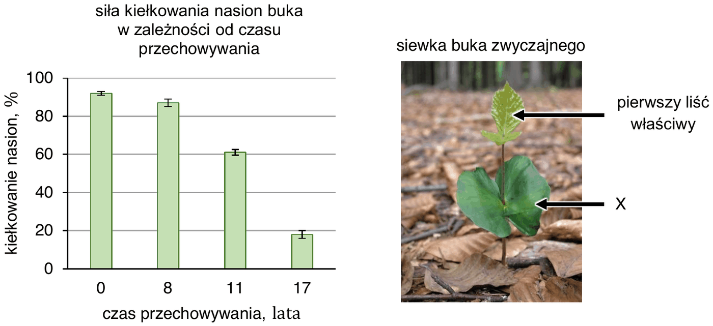 wykres słupkowy „siła kiełkowania nasion buka w zależności od czasu przechowywania” - oś pionowa: kiełkowanie nasion w % (0-100), oś pozioma: czas przechowywania w latach (0, 8, 11, 17); wraz z wydłużaniem czasu przechowywania słupki są coraz niższe. Obok zdjęcie siewki buka zwyczajnego z podpisem „pierwszy liść właściwy” oraz z literą X wskazującą struktury położone poniżej pierwszych liści właściwych