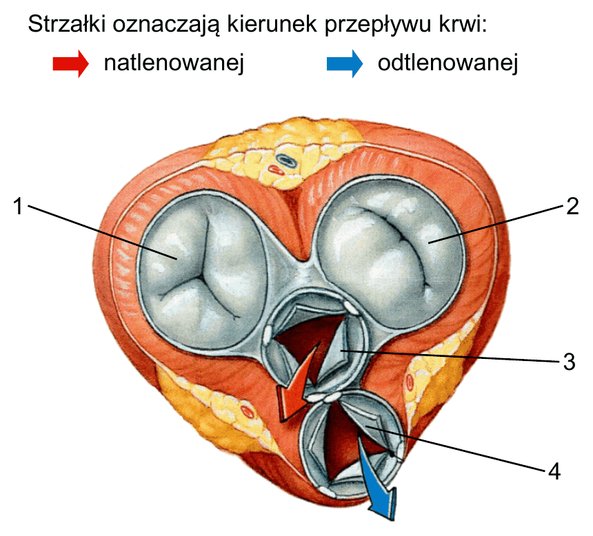 rysunek serca człowieka widzianego z góry w przekroju poprzecznym. Strzałki oznaczają kierunek przepływu krwi: czerwone - krwi natlenowanej, niebieskie - krwi odtlenowanej. Numerami 1. i 2. oznaczono dwie duże zastawki przedsionkowo-komorowe (1. po lewej stronie rysunku, 2. po prawej), które są zamknięte; numerami 3. i 4. oznaczono dwie mniejsze zastawki półksiężycowate, które są otwarte - przez zastawkę 3. wypływa krew natlenowana (czerwona strzałka), a przez zastawkę 4. krew odtlenowana (niebieska strzałka)