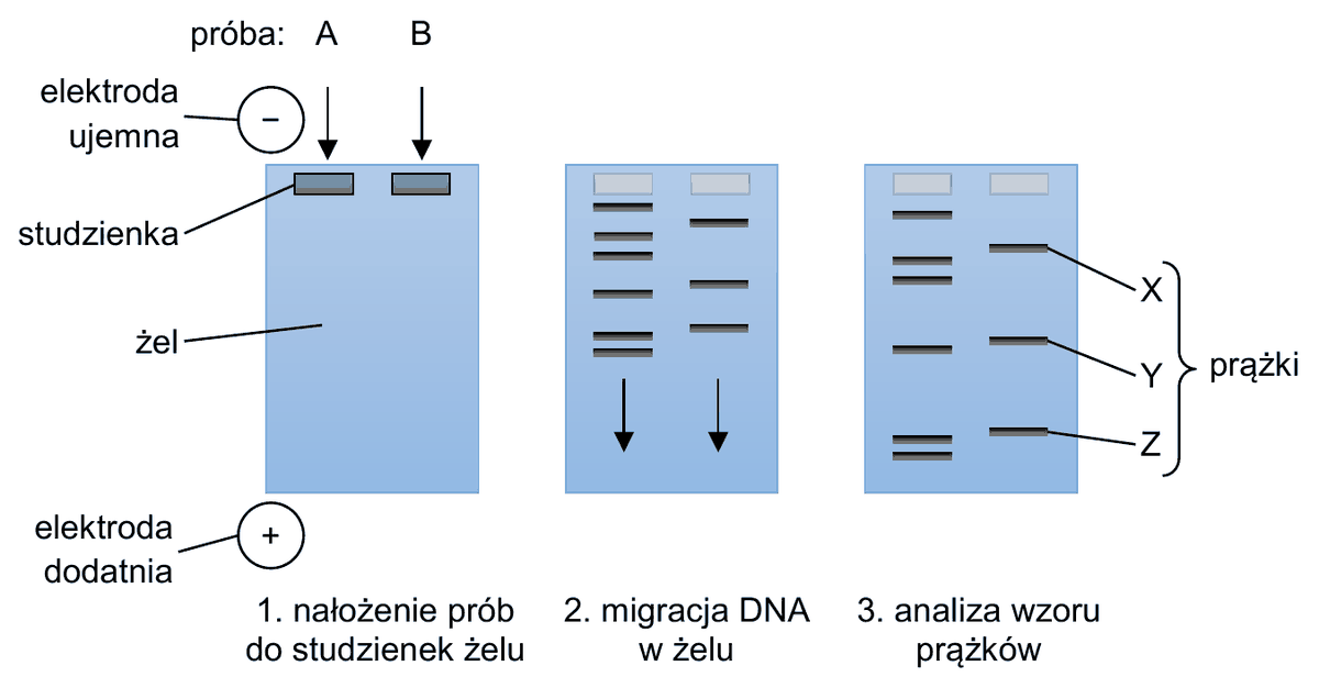 schemat trzech etapów elektroforezy żelowej DNA - 1. nałożenie prób A i B do studzienek żelu, 2. migracja DNA w żelu, 3. analiza wzoru prążków. Elektroda ujemna znajduje się u góry, przy studzienkach, elektroda dodatnia u dołu żelu. W trzecim etapie w torze próby B widoczne są trzy prążki oznaczone literami X, Y i Z - X leży najbliżej studzienki, Y poniżej niego, a Z najdalej od studzienki, najbliżej elektrody dodatniej