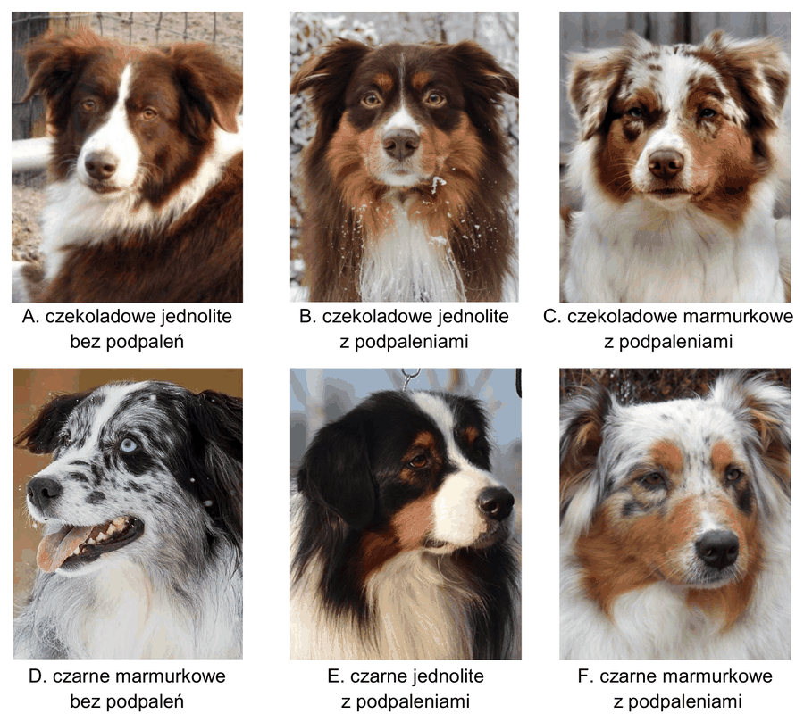 sześć fotografii owczarków australijskich podpisanych: A. czekoladowe jednolite bez podpaleń, B. czekoladowe jednolite z podpaleniami, C. czekoladowe marmurkowe z podpaleniami, D. czarne marmurkowe bez podpaleń, E. czarne jednolite z podpaleniami, F. czarne marmurkowe z podpaleniami