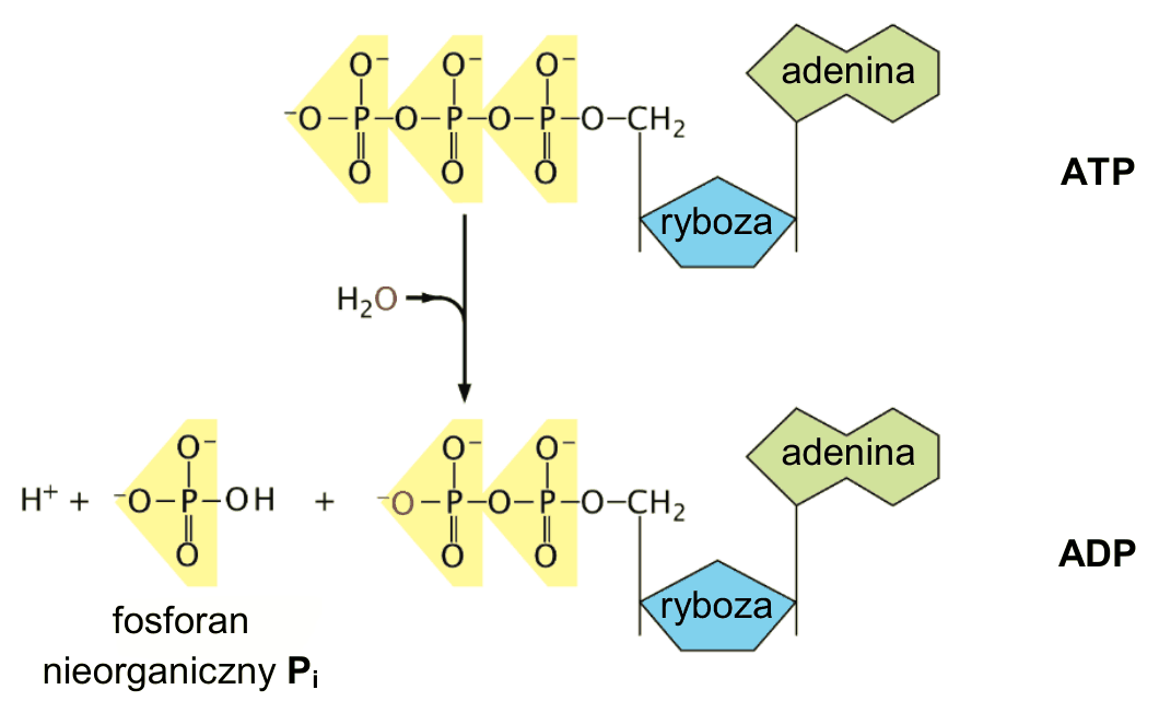 schemat reakcji hydrolizy ATP; cząsteczka ATP zbudowana z adeniny, rybozy i trzech reszt fosforanowych przechodzi w cząsteczkę ADP (adenina, ryboza i dwie reszty fosforanowe) z odłączeniem fosforanu nieorganicznego Pi