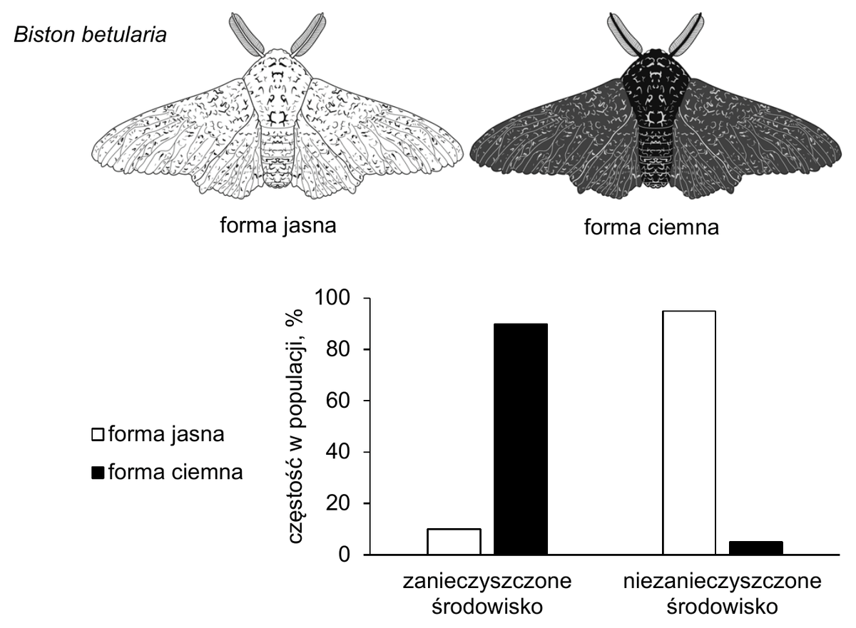 dwa zdjęcia krępaka nabrzozaka podpisane forma jasna i forma ciemna oraz wykres słupkowy częstości w populacji (%, skala od 0 do 100) dla dwóch środowisk. W zanieczyszczonym środowisku forma jasna stanowi około 10%, a forma ciemna około 90%; w niezanieczyszczonym środowisku forma jasna stanowi około 95%, a forma ciemna około 5%