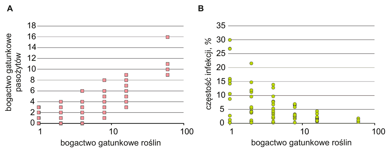 dwa wykresy z logarytmiczną osią X opisaną „bogactwo gatunkowe roślin” (wartości 1, 10, 100). Wykres A: oś Y - bogactwo gatunkowe pasożytów (od 0 do 18); punkty pomiarowe układają się wzdłuż linii rosnącej - im więcej gatunków roślin na poletku, tym więcej gatunków pasożytów grzybowych. Wykres B: oś Y - częstość infekcji, % (od 0 do 35); punkty pomiarowe układają się wzdłuż linii malejącej - im więcej gatunków roślin na poletku, tym mniejszy odsetek zainfekowanych roślin