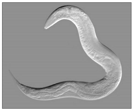 mikrofotografia nicienia Caenorhabditis elegans - drobnego, wydłużonego, obłego zwierzęcia o esowato wygiętym ciele
